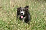 BORDER COLLIE 1479